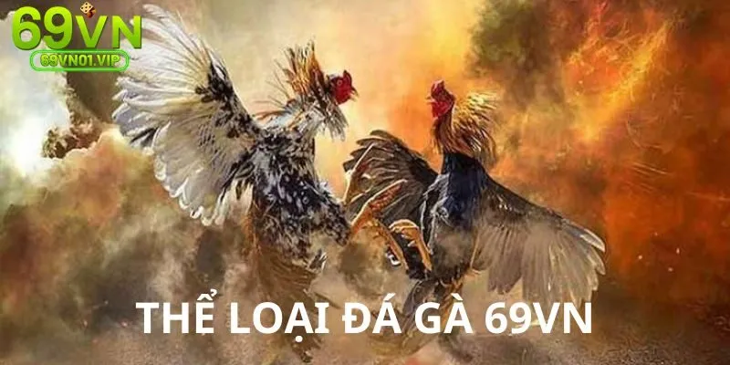 TOP các thể loại gà đá siêu ấn tượng và đỉnh cao nhất hiện nay